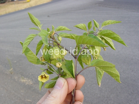 groundcherry, longleaf